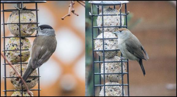 Blackcaps 100118