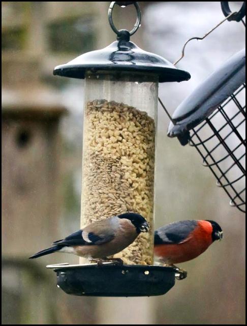 Bullfinches 200118