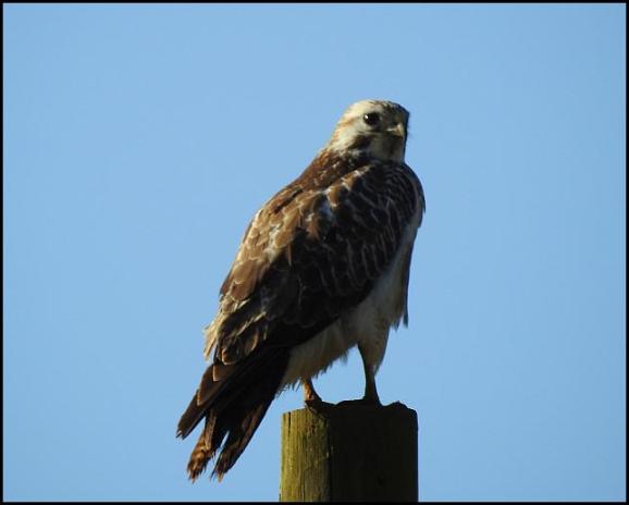 Buzzard 300118