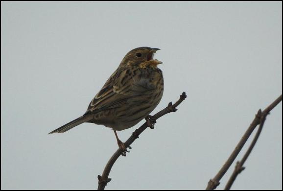 Corn Bunting 220118