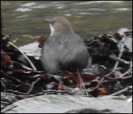 Dipper 270118.jpg