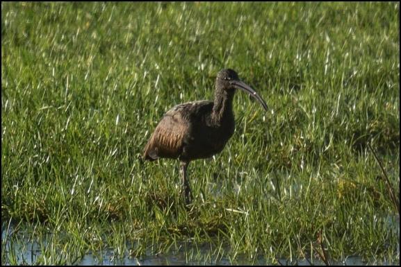 Glossy Ibis 070118