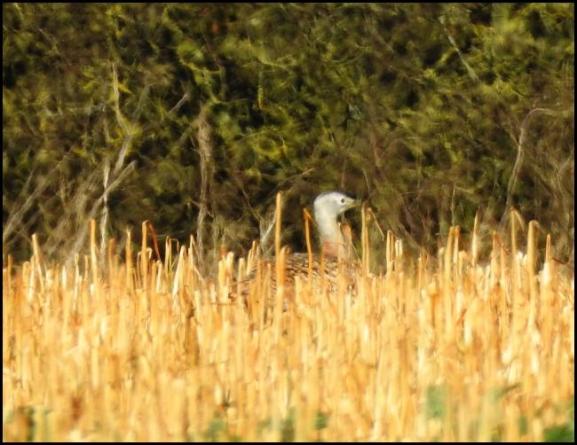 Great Bustard 300118