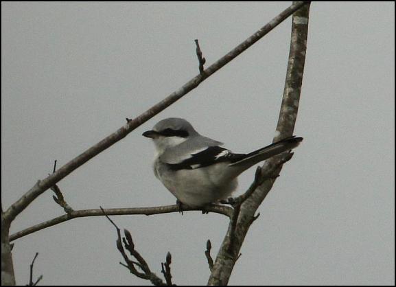 Great Grey Shrike 180118