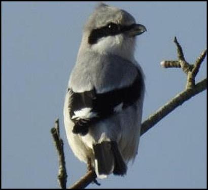 Great Grey Shrike 230118