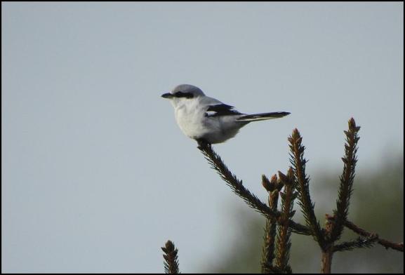 Great Grey Shrike 250118