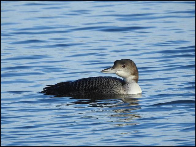 Great Northern Diver 1 010118