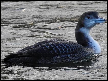 Great Northern Diver 160118