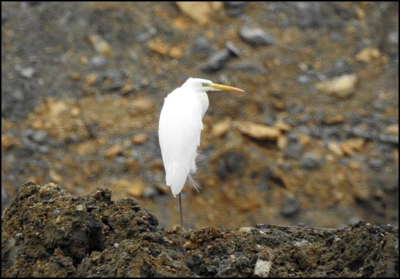 Great White Egret 280118