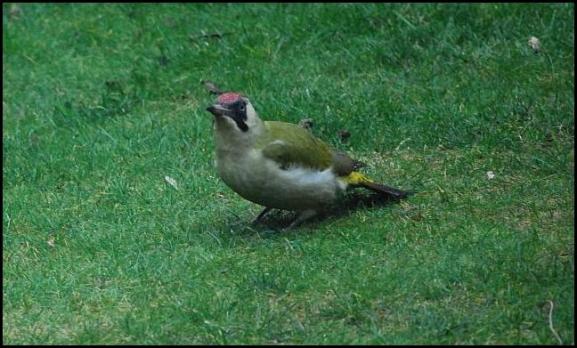Green Woodpecker 130118