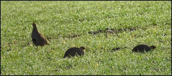 Grey Partridges 300118