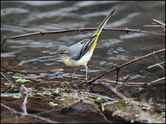 Grey Wagtail 280118