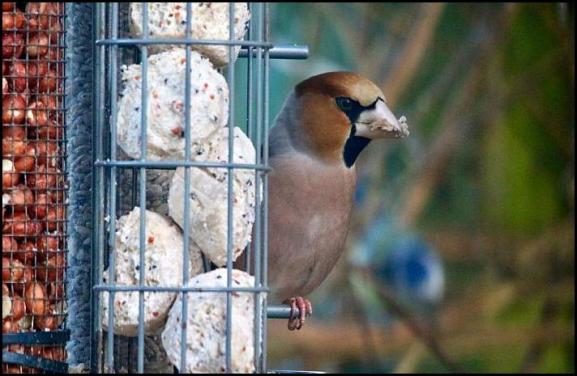 Hawfinch 070118