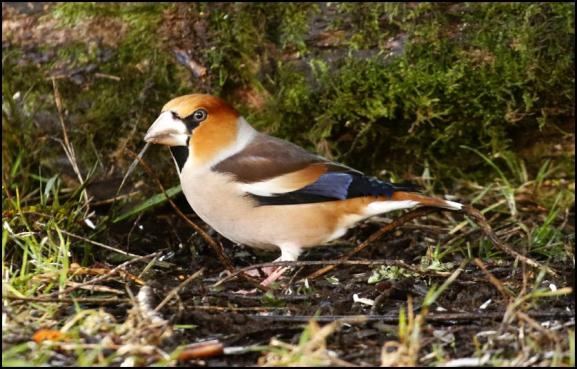Hawfinch 1 250118