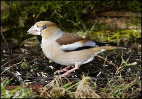 Hawfinch 2 250118