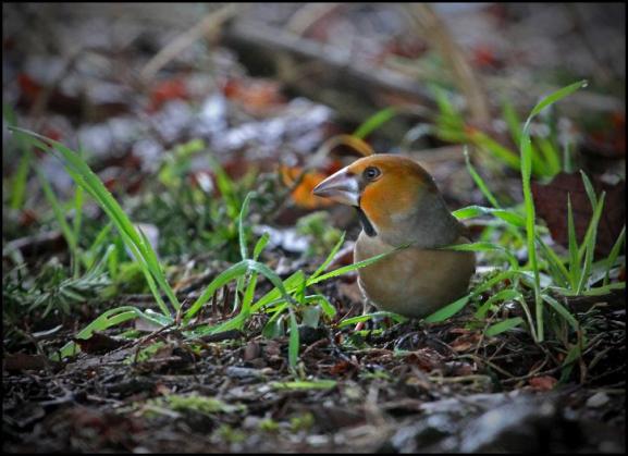 Hawfinch 270118