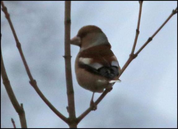 Hawfinch 280118
