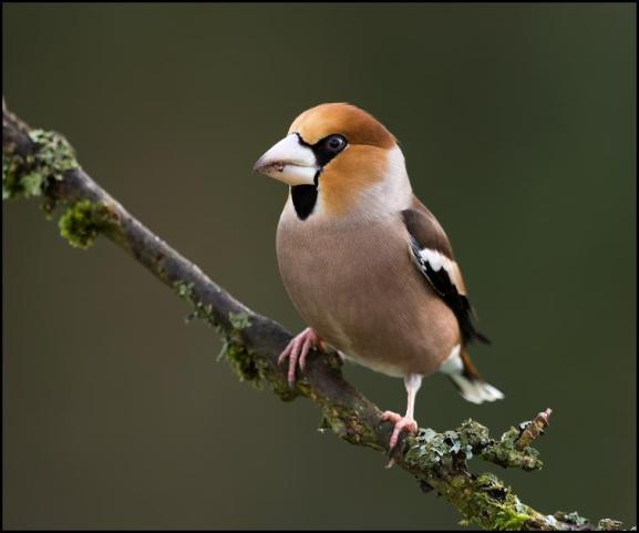 Hawfinch 300118.jpg