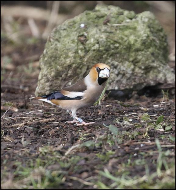 Hawfinch 310118