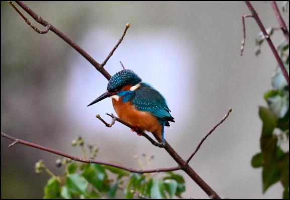 Kingfisher 280118