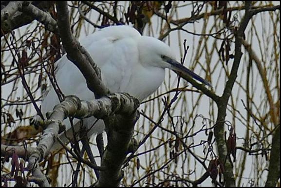 Little Egret 300118.jpg