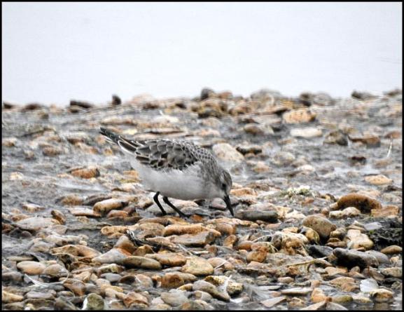 Little Stint 020118