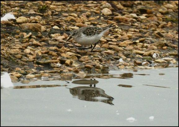 Little Stint 120118