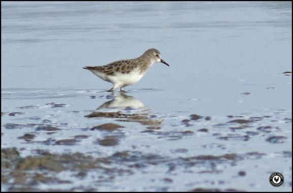 Little Stint 260118
