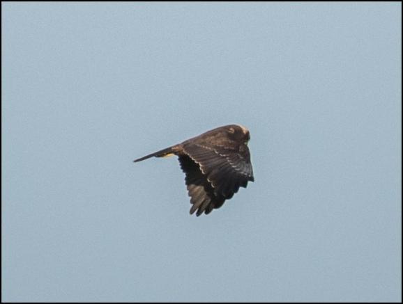 Marsh Harrier 300118