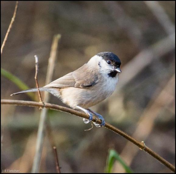 Marsh Tit 260118
