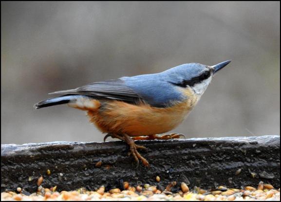 Nuthatch 250118