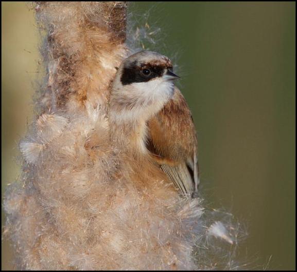 Penduline Tit 2 170118