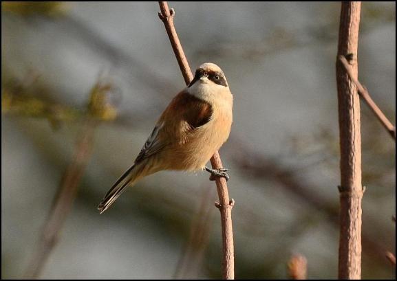 Penduline Tit 260118 1