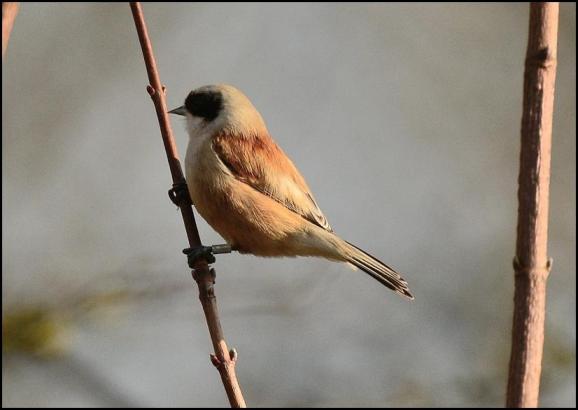 Penduline Tit 260118 2