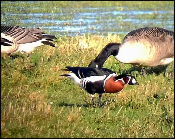 Red-breasted Goose 070118