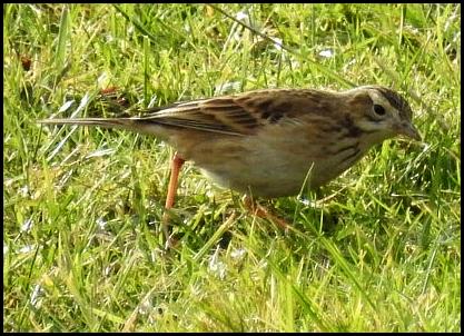 Richard's Pipit 160118
