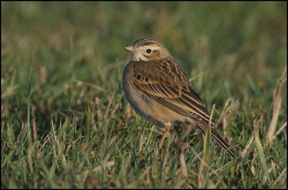 Richard's Pipit 180118