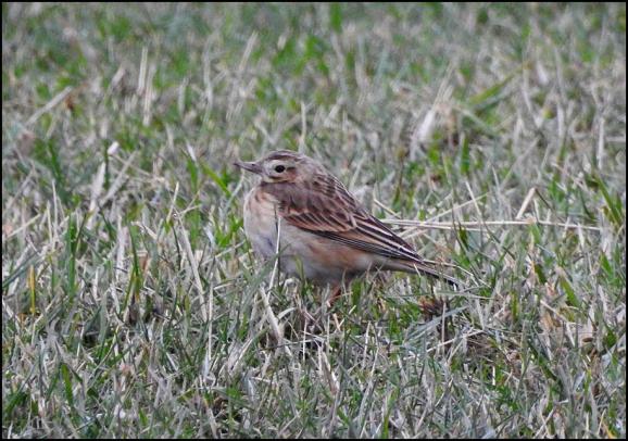 Richard's Pipit 2 080118