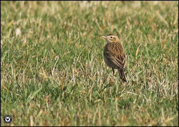 Richard's Pipit 260118 1