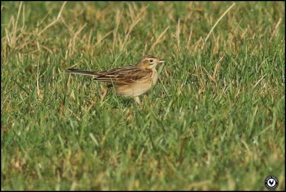 Richard's Pipit 260118 2
