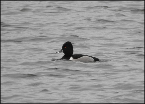 Ring-necked Duck 280118 2