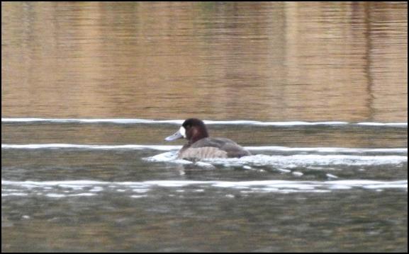 Scaup 1 220118
