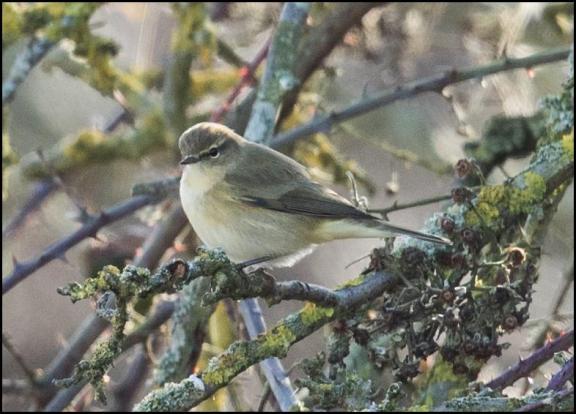Siberian Chiffchaff 300118