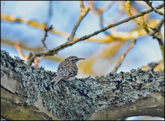 Treecreeper 300118