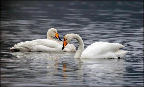 Whooper Swans 120118