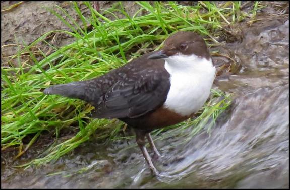 Dipper 100218