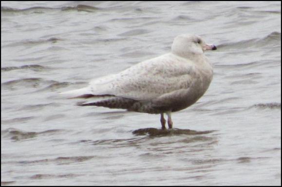 Glaucous Gull 080218