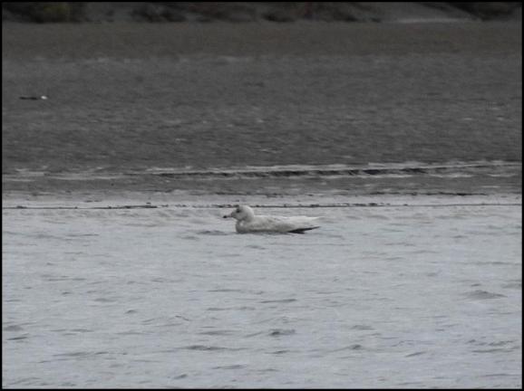 Glaucous Gull 090218 2