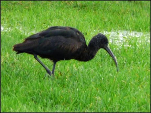Glossy Ibis 020218.jpg