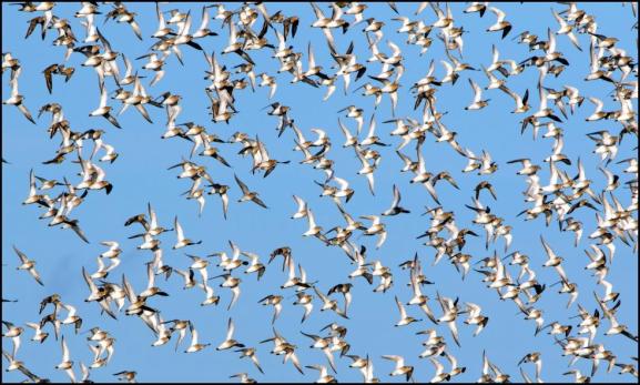 Golden Plovers 170218